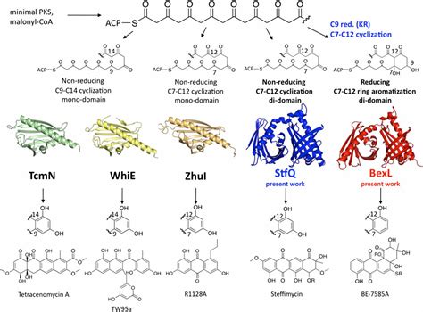 Structural And Functional Analysis Of Two Di Domain Aromatasecyclases