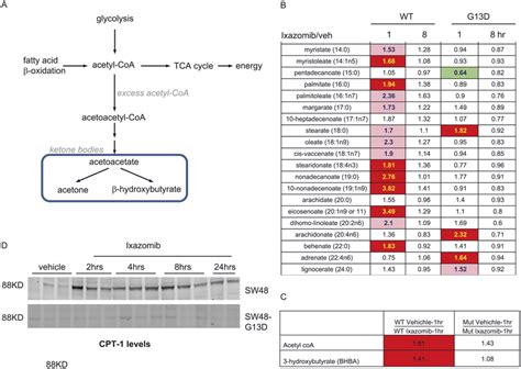 Induction Of β Oxidation By Ixazomib Treatment In Sw48 Wt Download Scientific Diagram