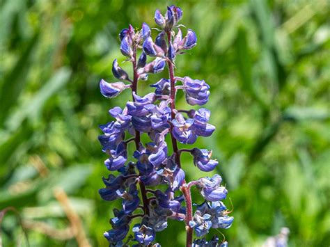 Silvery Lupine (Lupinus argenteus) - Travel To Eat by Kurt Buzard MD