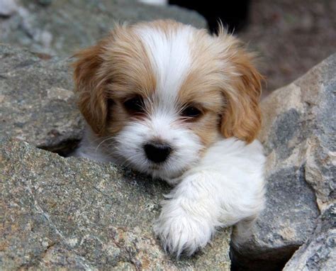 Shih Tzu Cavachon Puppies Puppies Cute Baby Animals