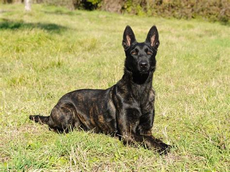dutch shepherds easy  kennel