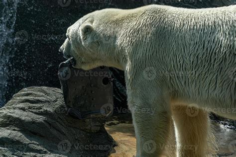 Polar Bear Close Up Portrait While Holding Plastic Stock Photo