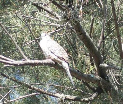 Inca Dove From Calzada Ventura Puente Y Perif Paseo De La Rep Blica S