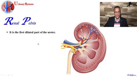 Urinary System Part Youtube