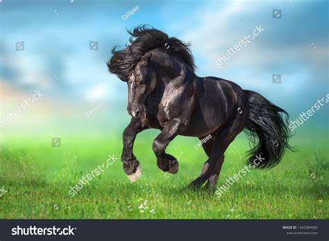 Friesian Draft Horses