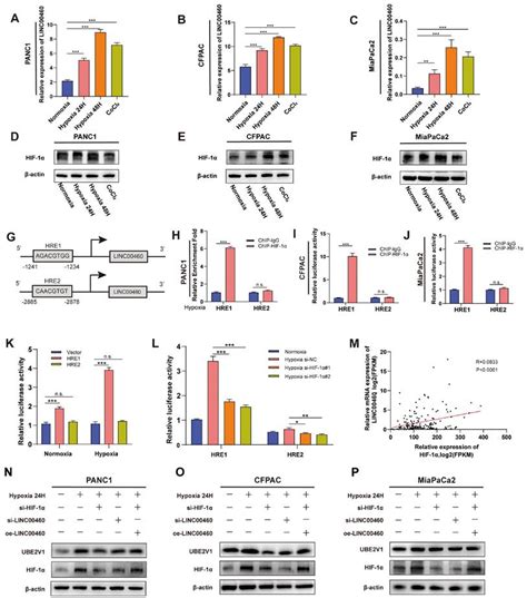 Hypoxia Induced Long Non Coding Rna Linc00460 Promotes P53 Mediated