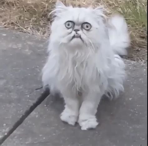 Crazy Meme Templates Imgflip