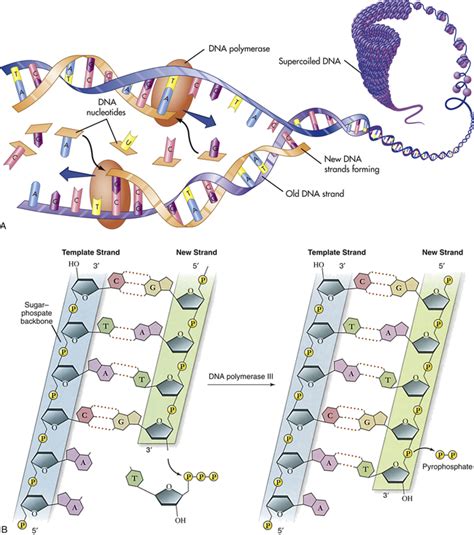 Genes And Genetic Diseases Basicmedical Key