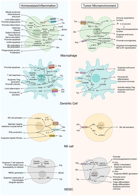 Reprogramming Of Amino Acid Metabolism In The Innate Immune System In