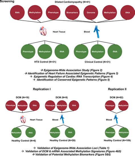 Epigenome Wide Association Study Identifies Cardiac Gene Patterning And