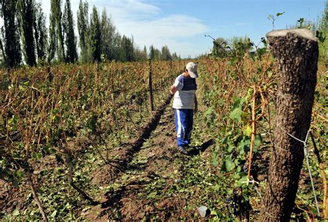 Mendoza Decreta La Emergencia Por Granizos Que Generaron P Rdidas De