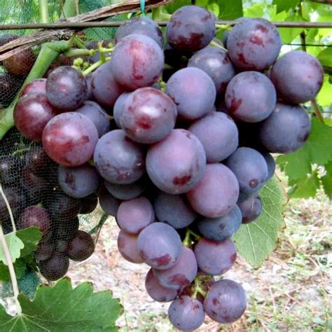 Рассада цветов и овощей. — И.П. Харченко. Тепличный комплекс в Подмосковье.