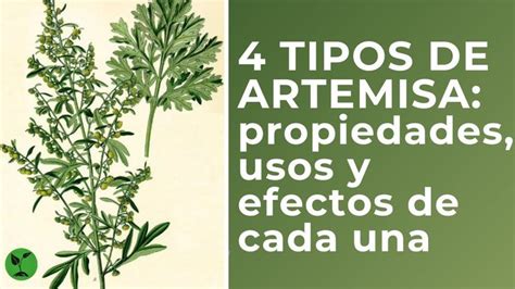 Tipos De Artemisa Propiedades Usos Y Efectos De Cada Una