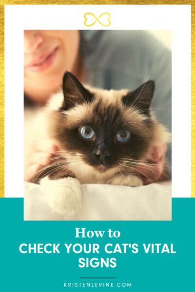 How To Check Your Cats Heart Rate And Other Vital Signs