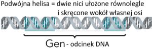 DNA nośnik informacji genetycznej EduLekcja