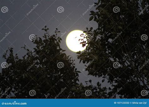 Full Moon Forest stock photo. Image of lunar, full, moon - 107123332