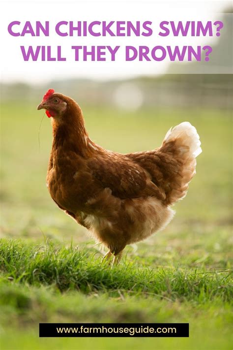 Top 5 Breeds Of Chickens That Lay Large Eggs The Best Egg Laying