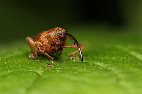 Weevil 3 by Alliec on DeviantArt