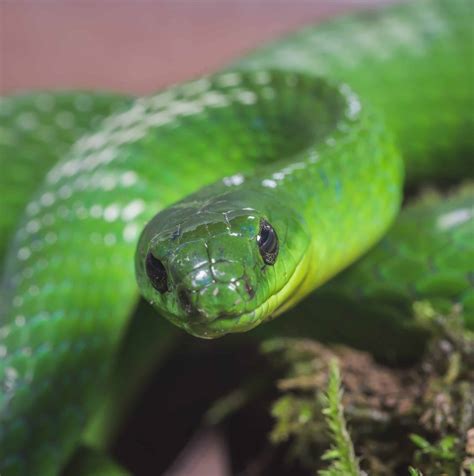 common snakes  malaysia  bird watching hq