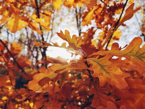 Kostenlose foto Herbst Gelb Blätter Sonne Blatt Ast Abscheulich