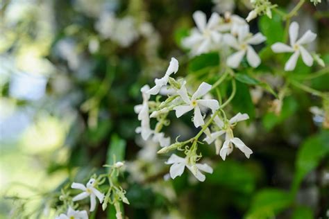 Trachelospermum Jasminoides Bbc Gardeners World Magazine