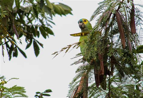 Papagaio Verdadeiro Amazona Aestiva Gabriel Lobo Gusson Flickr