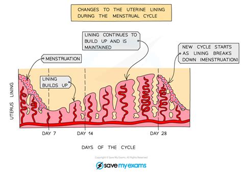 Edexcel Igcse Biology 复习笔记 3 1 7 Human Sex Hormones 翰林国际教育