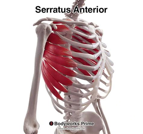 Serratus Anterior Bodybuilding Anatomy Of Serratus Anterior Muscle