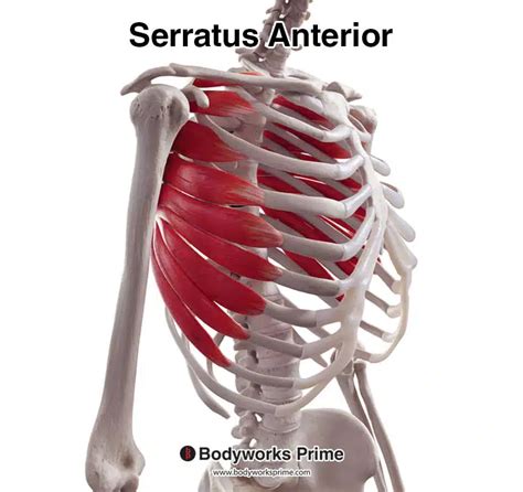 Serratus Anterior Muscle Anatomy - Bodyworks Prime