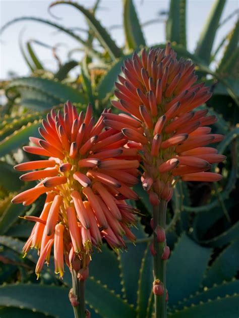 Aloe Arborescens Torch Aloe World Of Succulents Aloe Plant Succulents Arborescens