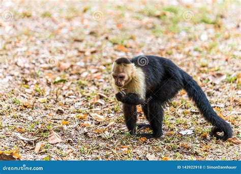 Macaco Do Capuchin No Ramo Da Rvore Animais Na Regi O Selvagem Foto