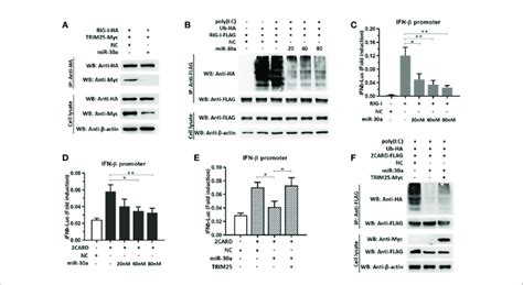 Mir 30a Suppresses Trim25 Mediated Rig I Activation And Ifn