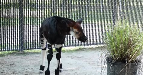 New Baby Okapi Born At Disneys Animal Kingdom Lodge Chip And Company