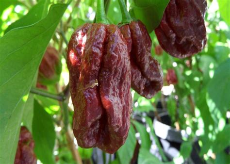 11 Tasty Chilli Varieties By Heat Ranked From Mild To Wild Thearches