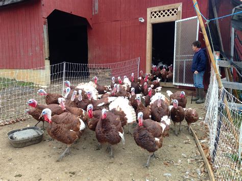 Talking Turkey With Grower Of Bourbon Red Heritage Birds Cns Maryland