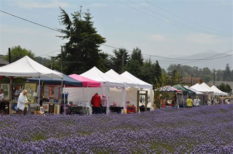 Lavender Festival 2024 Ca Kalli Rachele