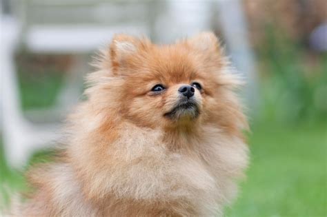 Premium Photo German Spitzbeautiful German Spitz Dog German Spitz N