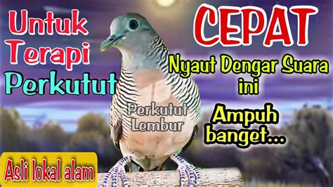 Perkutut Lokal Gacor Suara Ini Sangat Ampuh Untuk Pancingan Semua Jenis