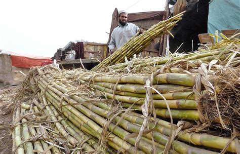 Shc Extends Stay Order On New Sugarcane Price Daily Times