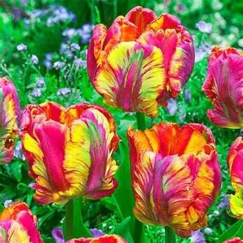 Mixed Colors Tulip Bulbs For Planting Tulip Flower Rare Tulip Flower Bulbs Perennial Potted