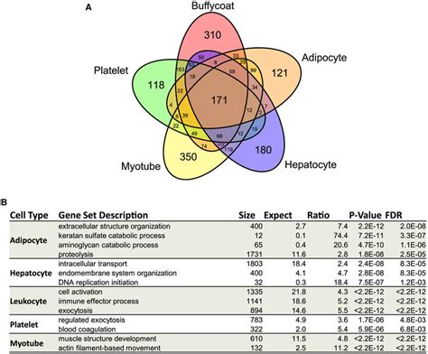 Comparison Of Ev Protein Content From Different Cell Types A Venn