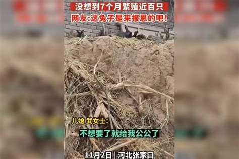 打野捡回了3只遗弃的小兔子，没想到7个月繁殖几百只，网友，这兔子是来报恩的吧？繁殖网友兔子