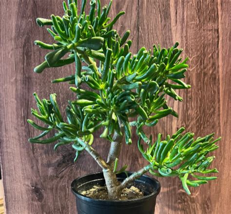 Finger Jade Plant Crassula Ovata Gollum Jade Succulent Shrek Ears