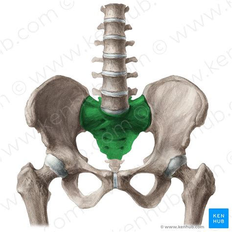 Sacrum Anatomy And Clinical Aspects Kenhub