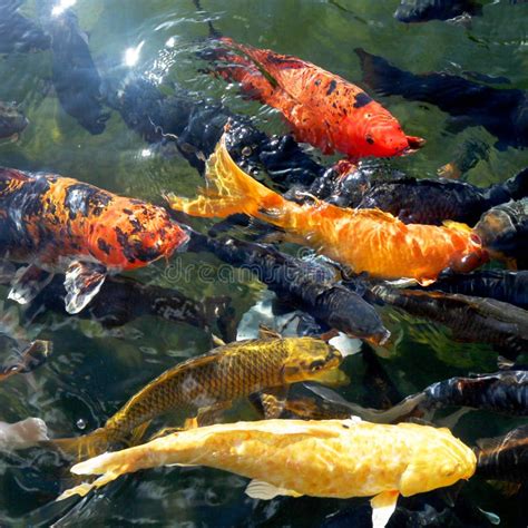 Koi Fish In The Pond Stock Image Image Of Black Flock 37414111