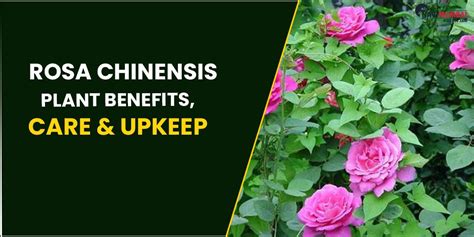 Rosa Chinensis Plant Benefits Care And Upkeep By Nayana Navimumbaihouses Medium