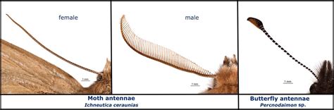 Antennae Of A New Zealand Moth And Butterfly — Science Learning Hub