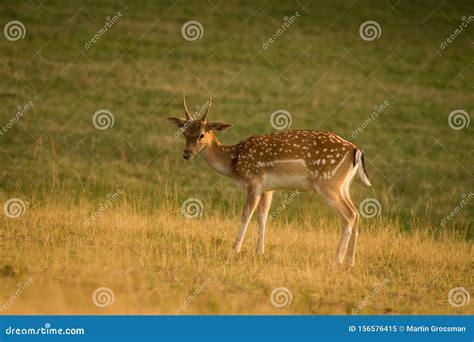 European Fallow Deer Dama Dama Majestic Powerful Adult Fallow Deer