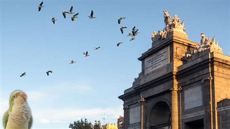 Salvemos A Las Cotorras On Twitter En La Puerta De Toledo Yo He