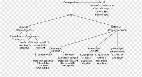 Gram Negative Rod Bacteria Flow Chart